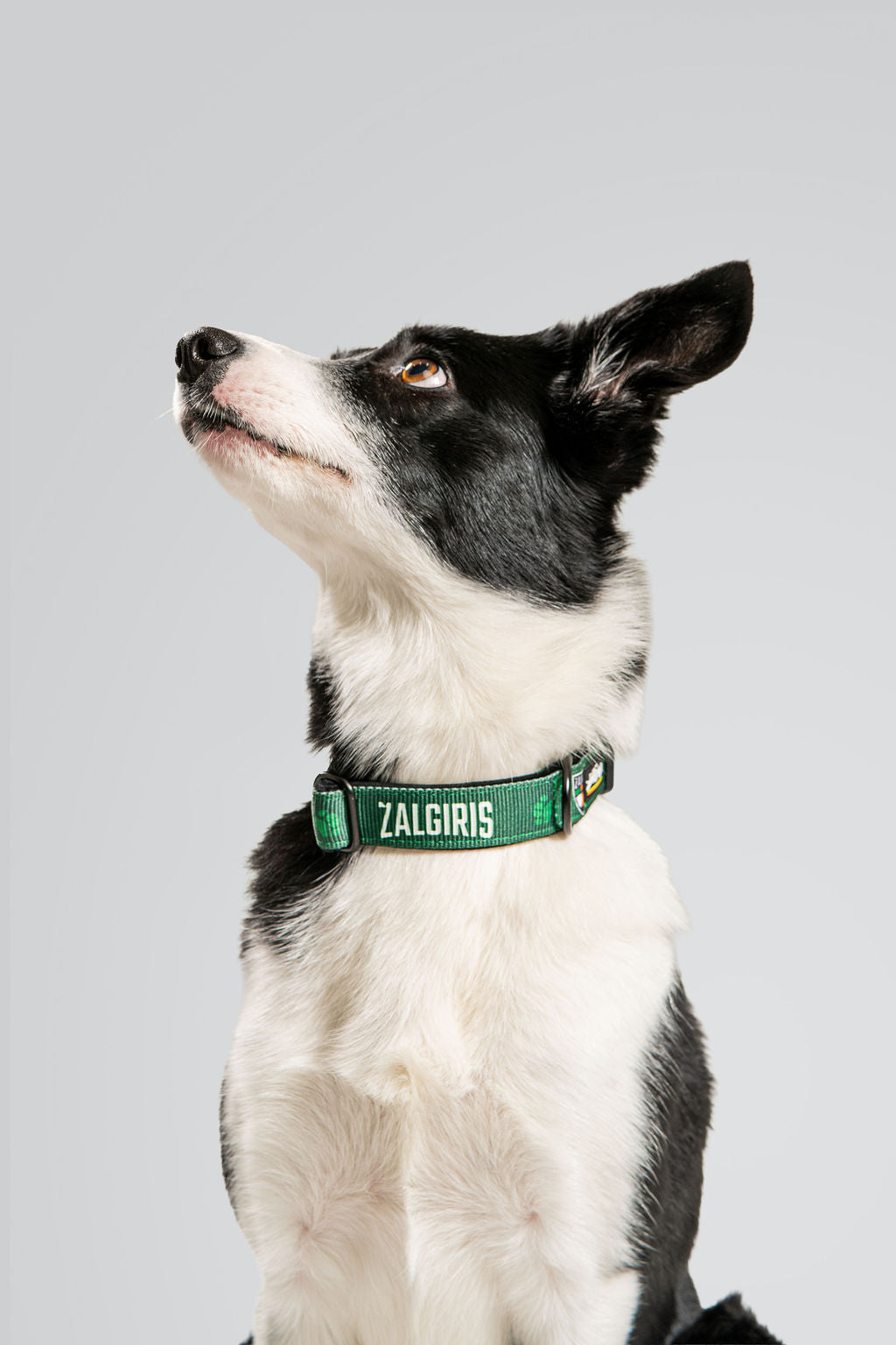Dog collar "Green"-2