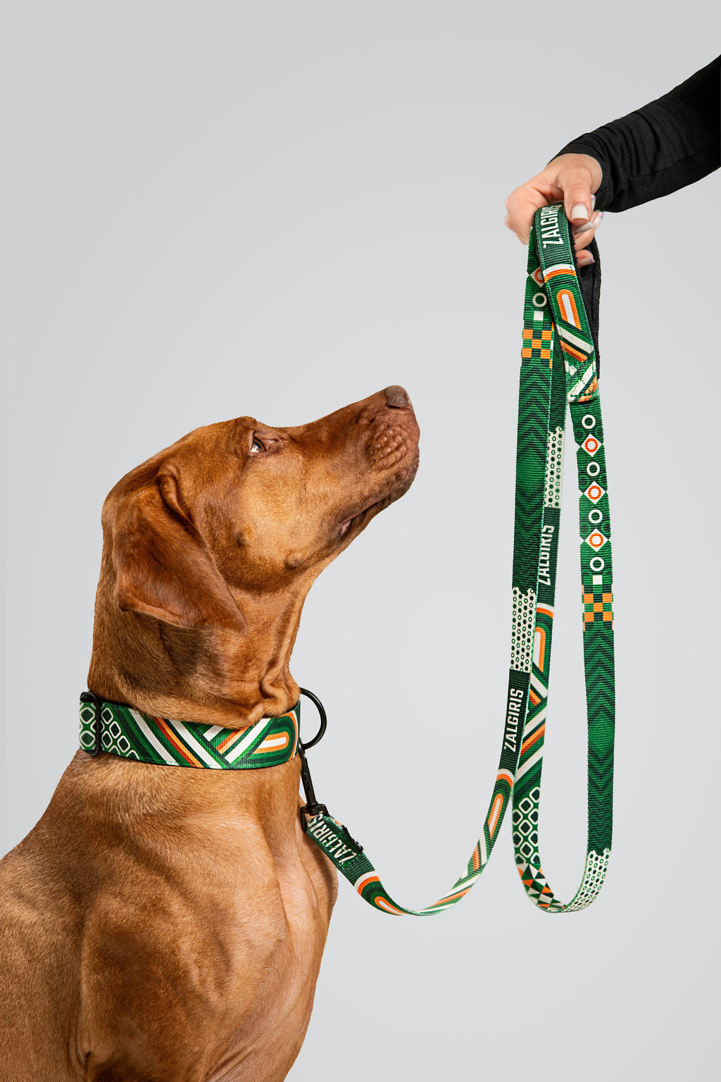 Dog collar "Orange"-3