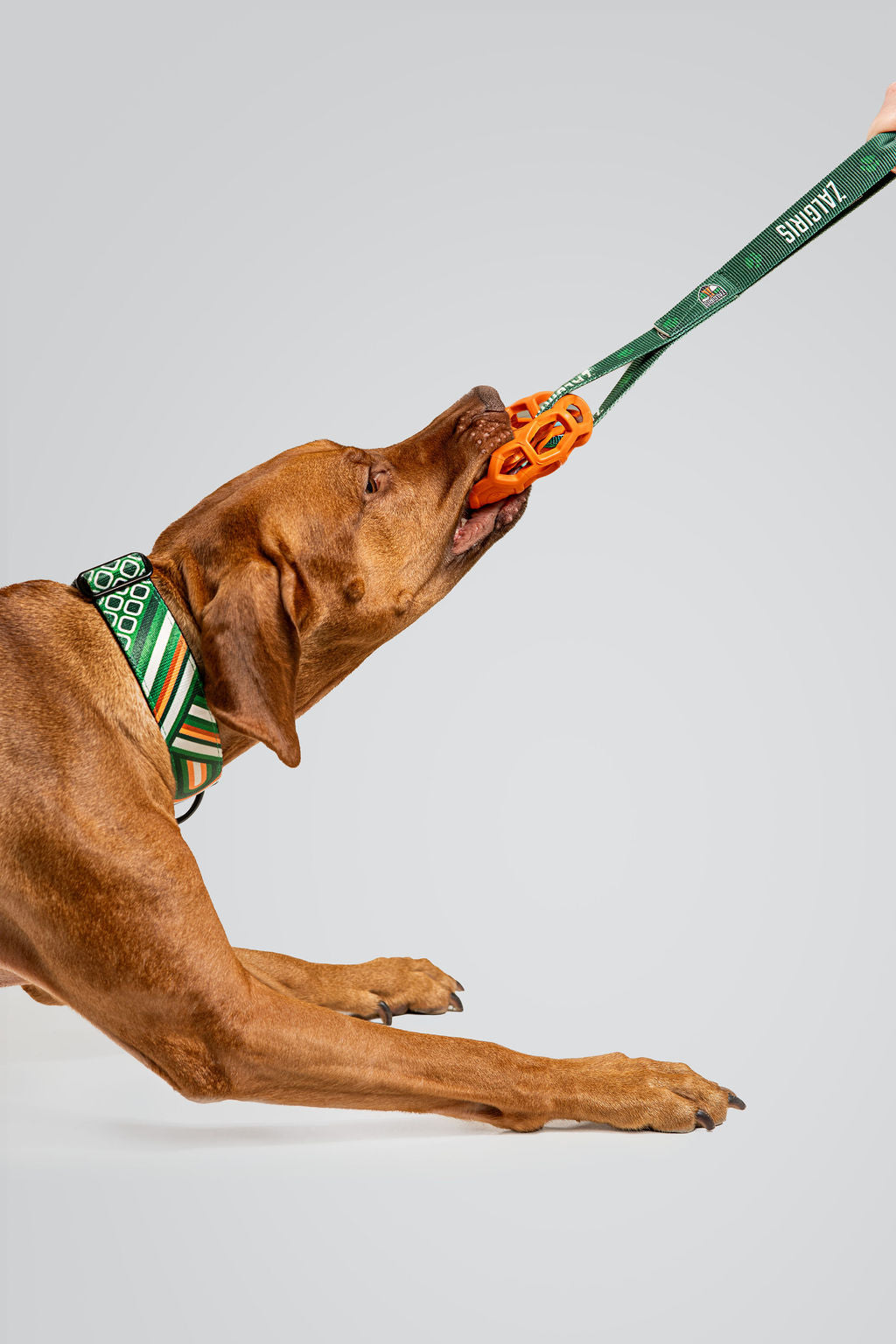 PLAY dog toy with a ball