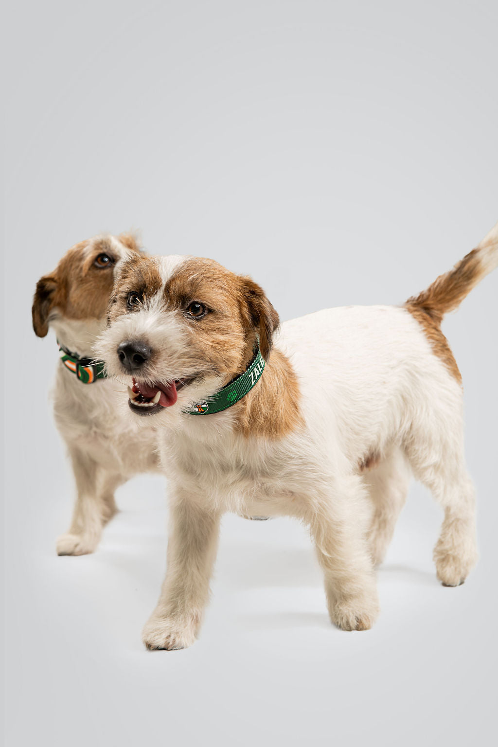 Dog collar "Green"-3
