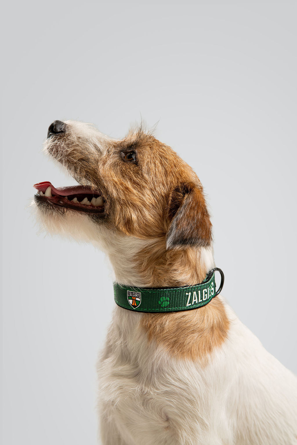 Dog collar "Green"-4