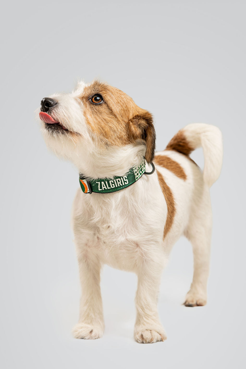 Dog collar "Orange"-2