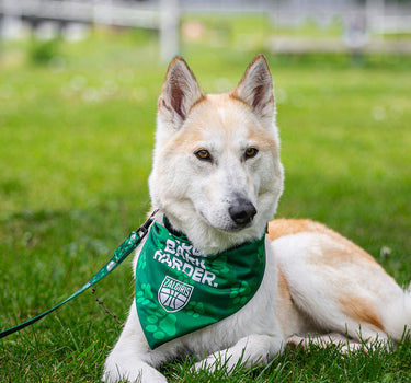 „Žalgiris x Penkta koja“ bandana šunims